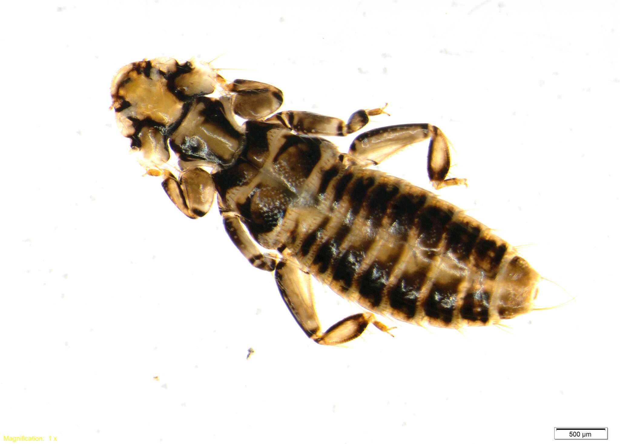 Image of Lice