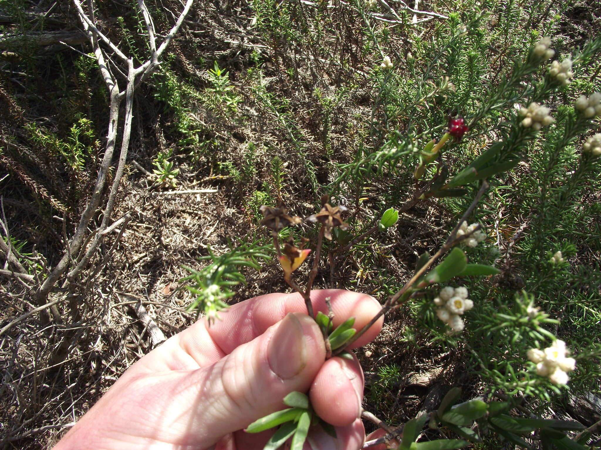 Ruschia congesta (Salm-Dyck) L. Bol. resmi