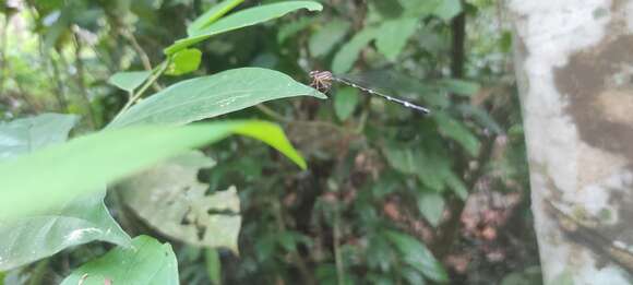 Protosticta sanguinostigma Fraser 1922的图像