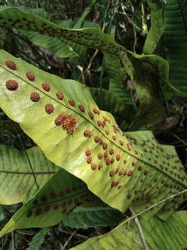 Image of Neocheiropteris ovata (Wall. ex Hook. & Grev.) Fraser-Jenkins