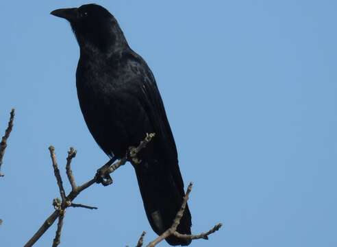 Image of Fish Crow