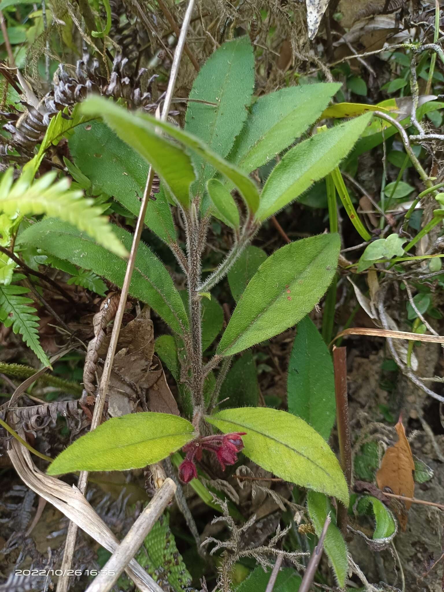 Sivun Ardisia villosa Roxb. kuva