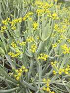 Euphorbia aphylla Brouss. ex Willd. resmi