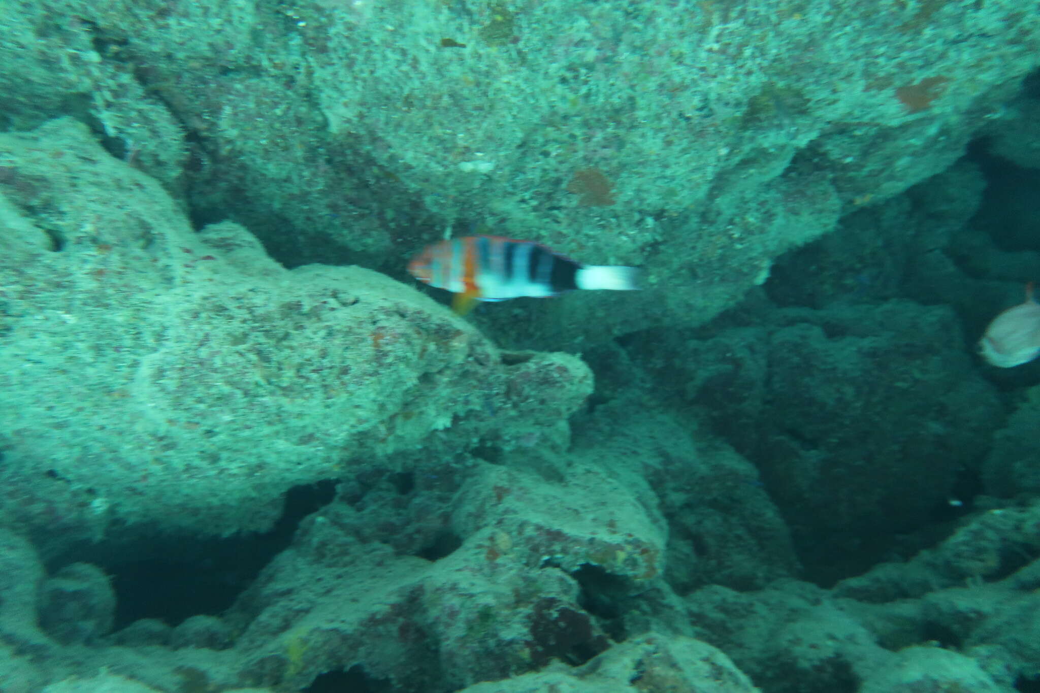 Image of Harlequin Tuskfish