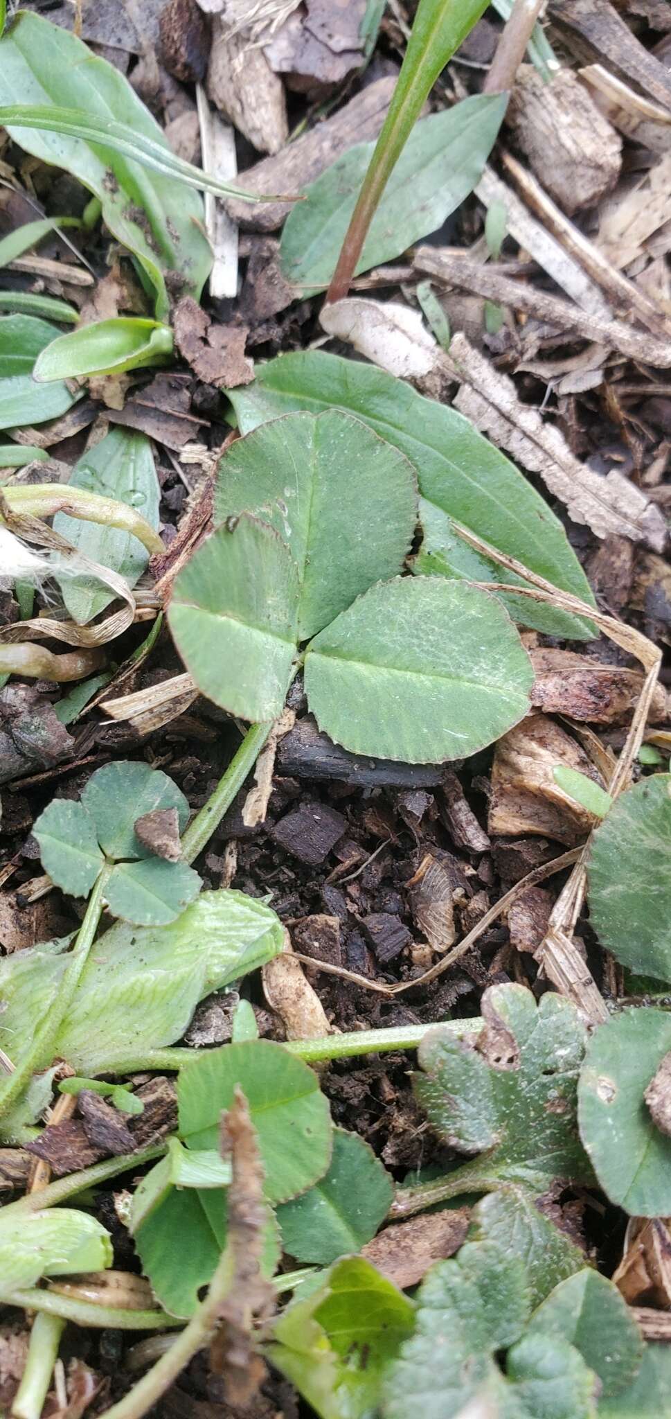 Image of running buffalo clover