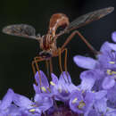 Image of Leptynoma sericea Westwood 1876