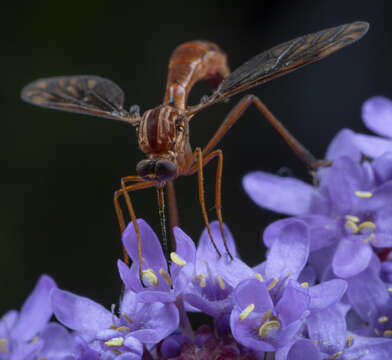 Image of Leptynoma sericea Westwood 1876