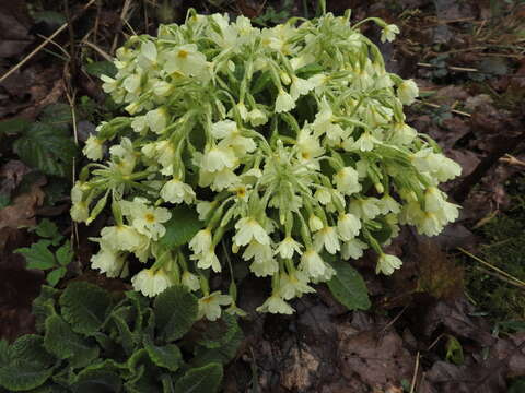 Image of oxlip