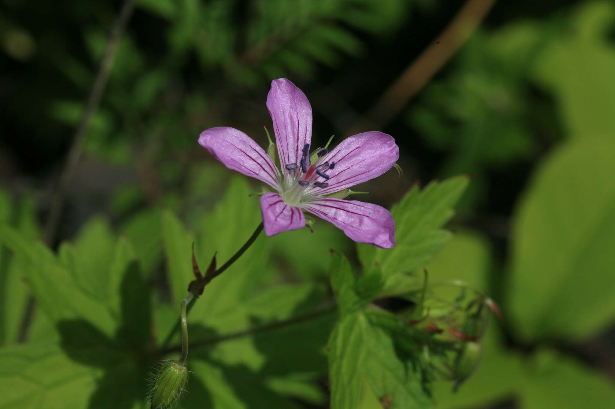 Image of Geranium maximowiczii Regel & Maack ex Regel