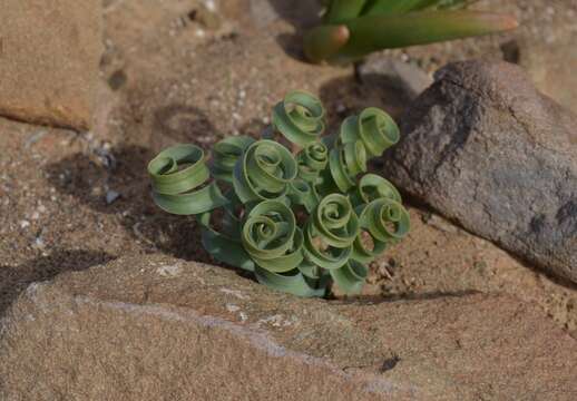 Image of Albuca concordiana Baker