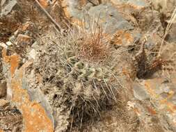 Echinopsis mamillosa Gürke resmi