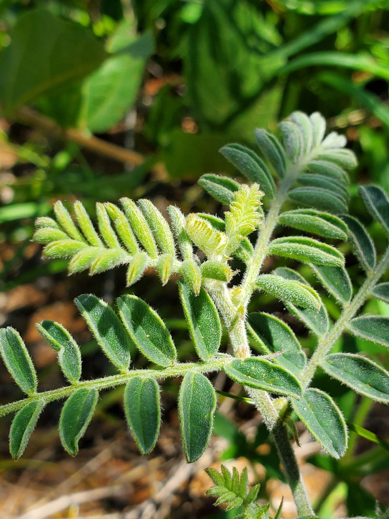 Imagem de Indigofera daleoides var. daleoides