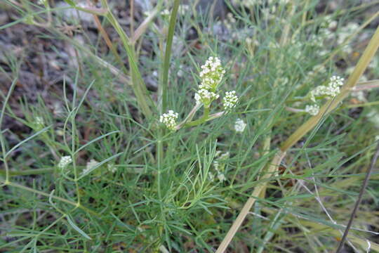 صورة Trinia glauca subsp. glauca