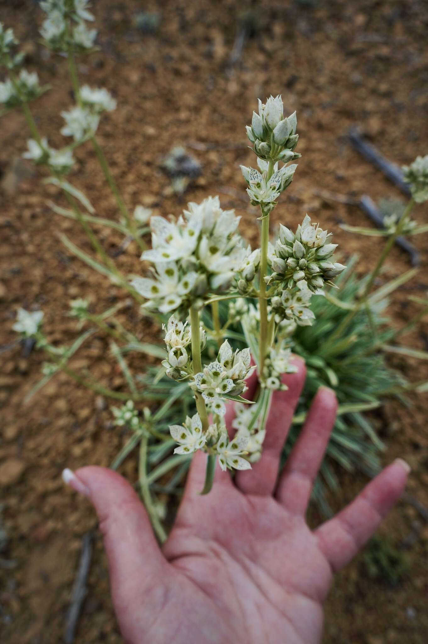 Image of pine green gentian