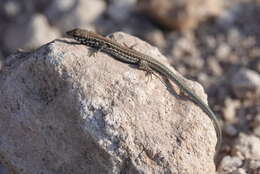 Image of Miles Wall Lizard