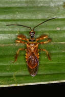 صورة Agriocoris flavipes (Fabricius 1803)