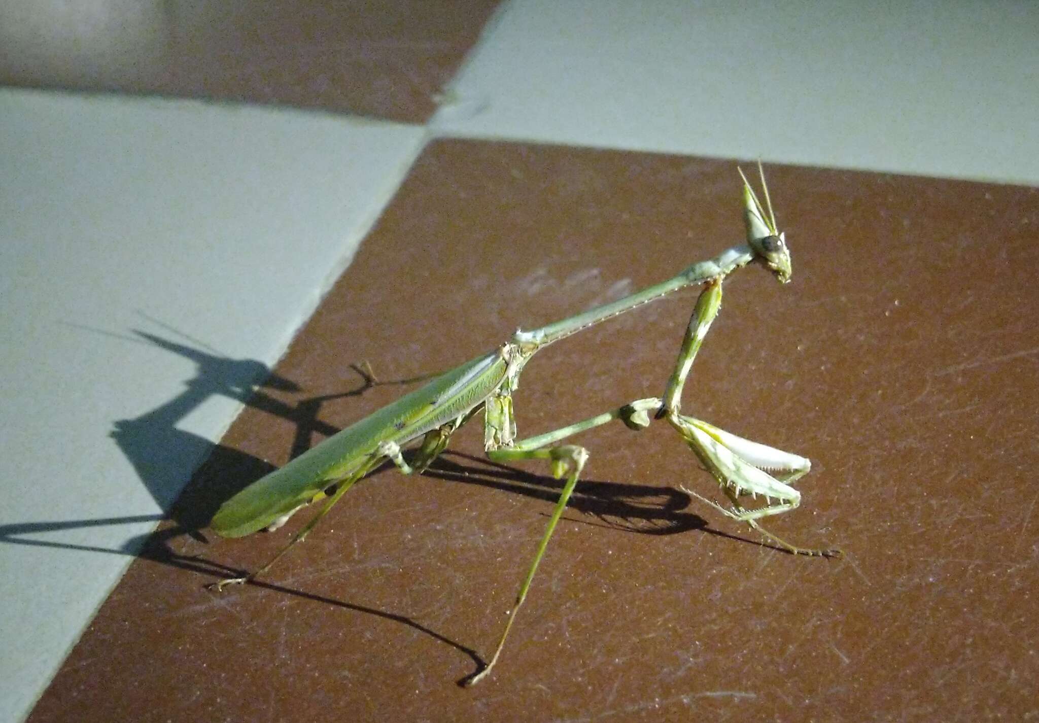 Image of Empusa spinosa Krauss 1902