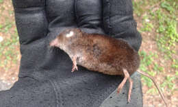 Image of VALAIS SHREW