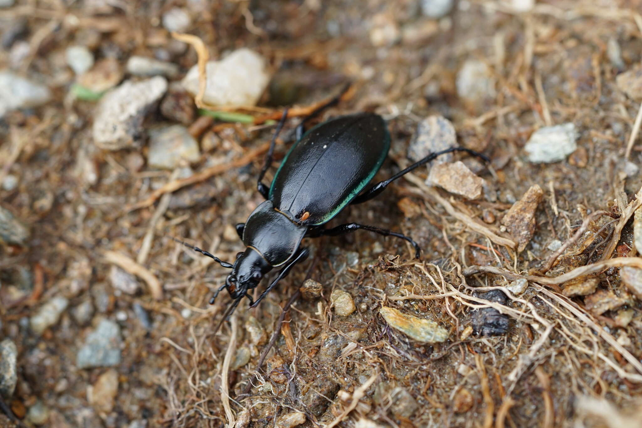 Слика од Carabus (Megodontus) germarii Sturm 1815