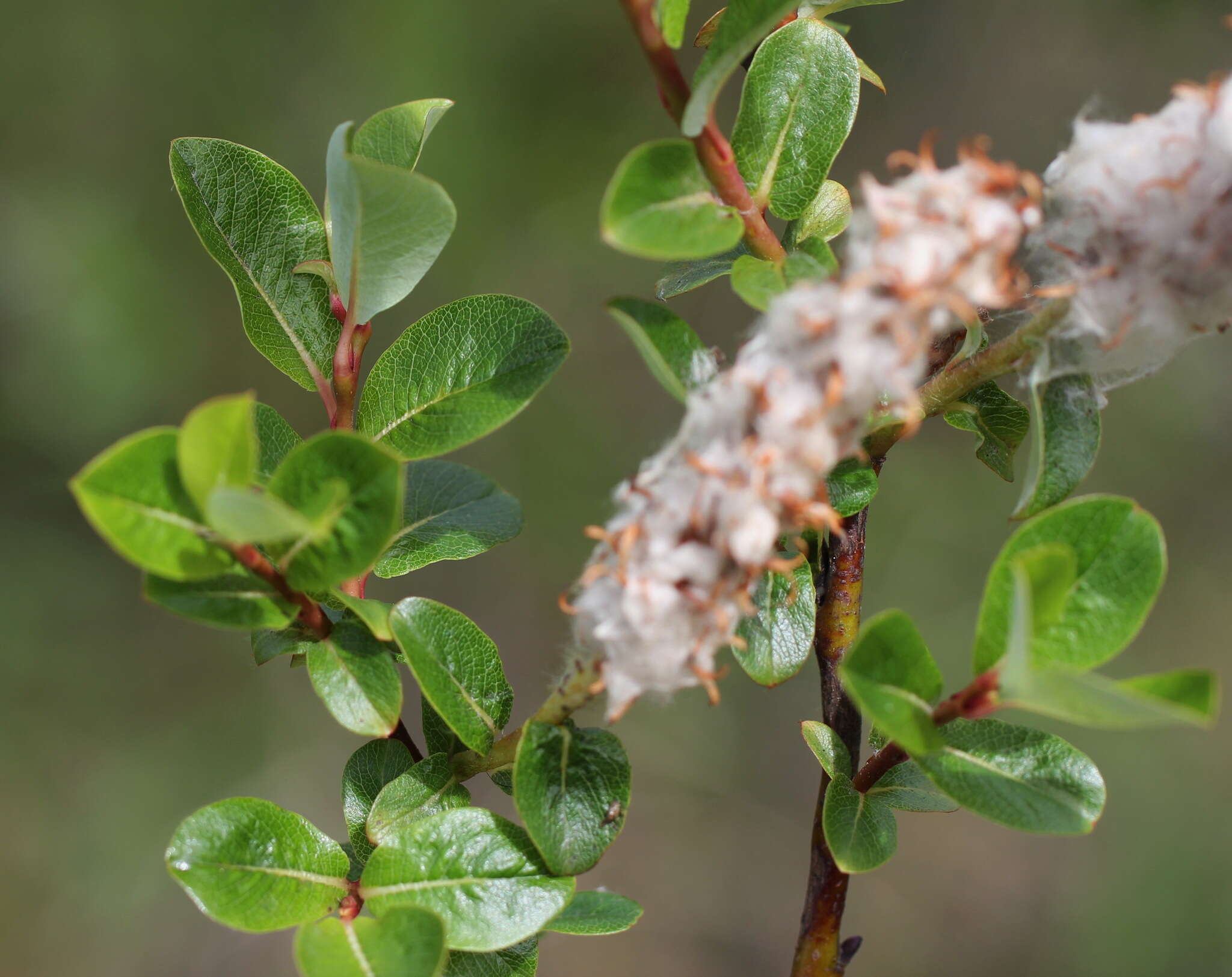 Image of Alaska bog willow