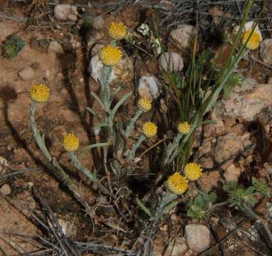 Image of Yellow woolly-heads