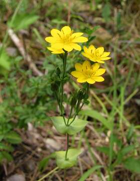 Image of Blackstonia perfoliata subsp. perfoliata