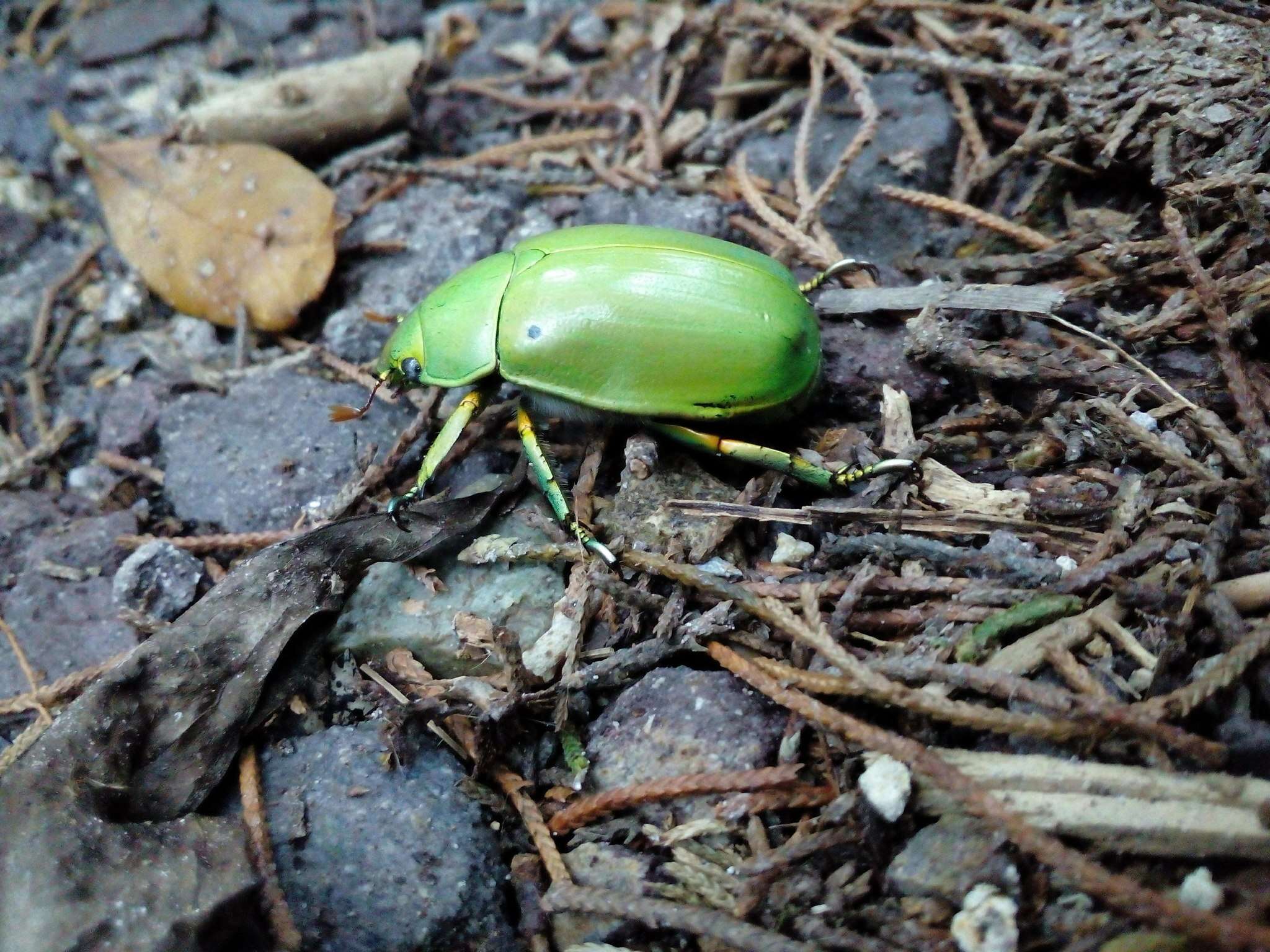 Imagem de Chrysina karschi (Nonfried 1891)