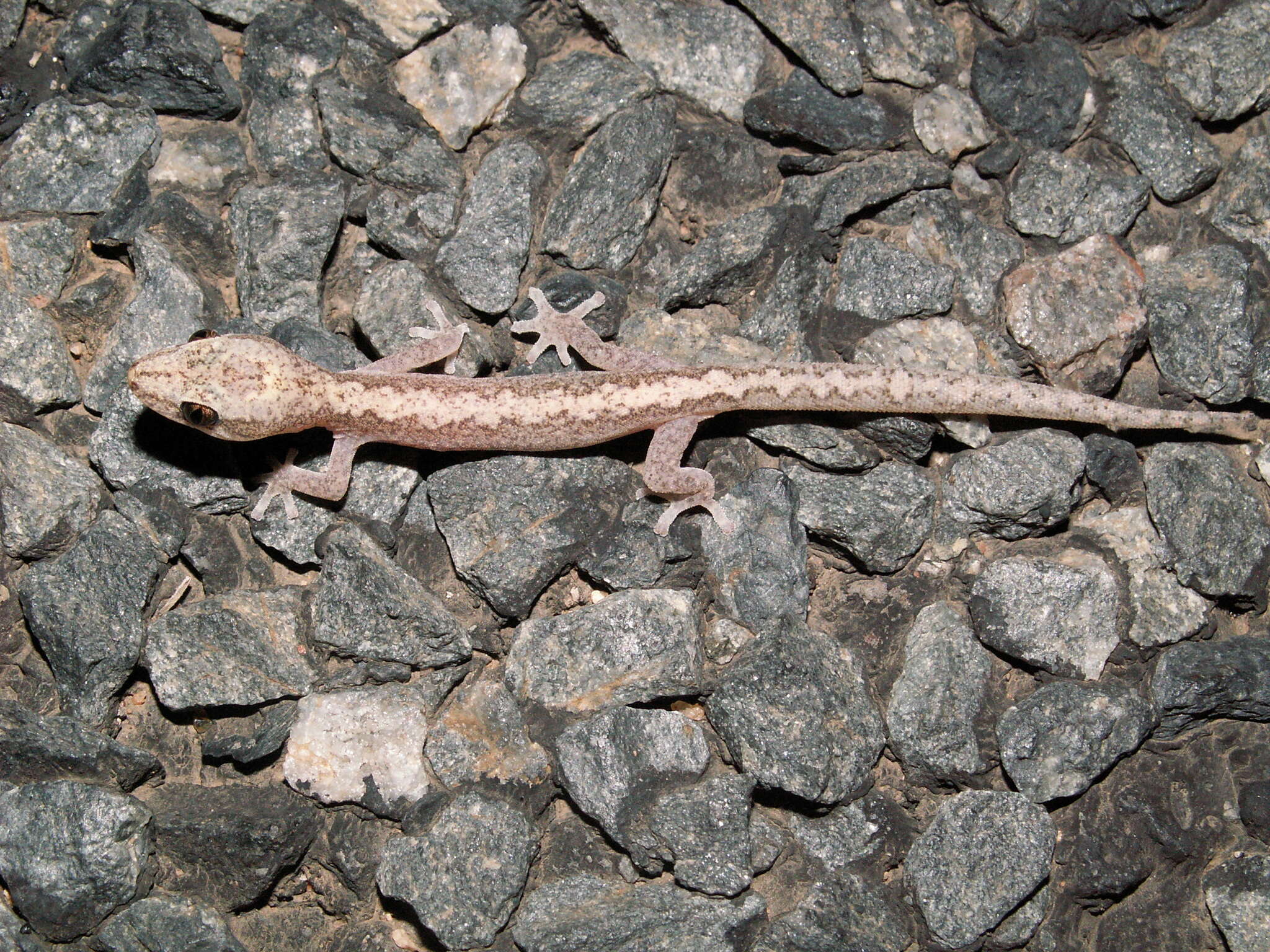 Image of Zig-zag Gecko