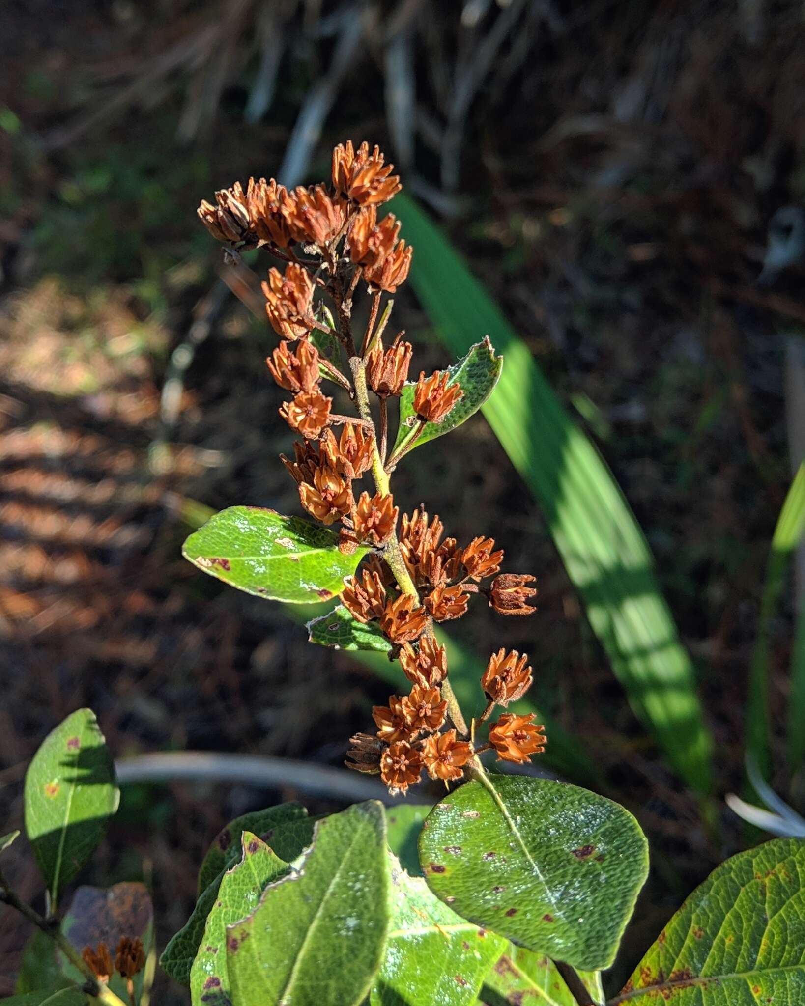 Image of coastal plain staggerbush