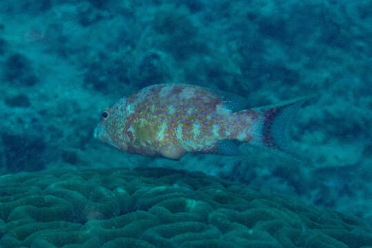 Image of Lunar-tailed Grouper