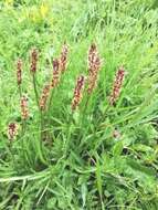 Image of Plantago alpina L.