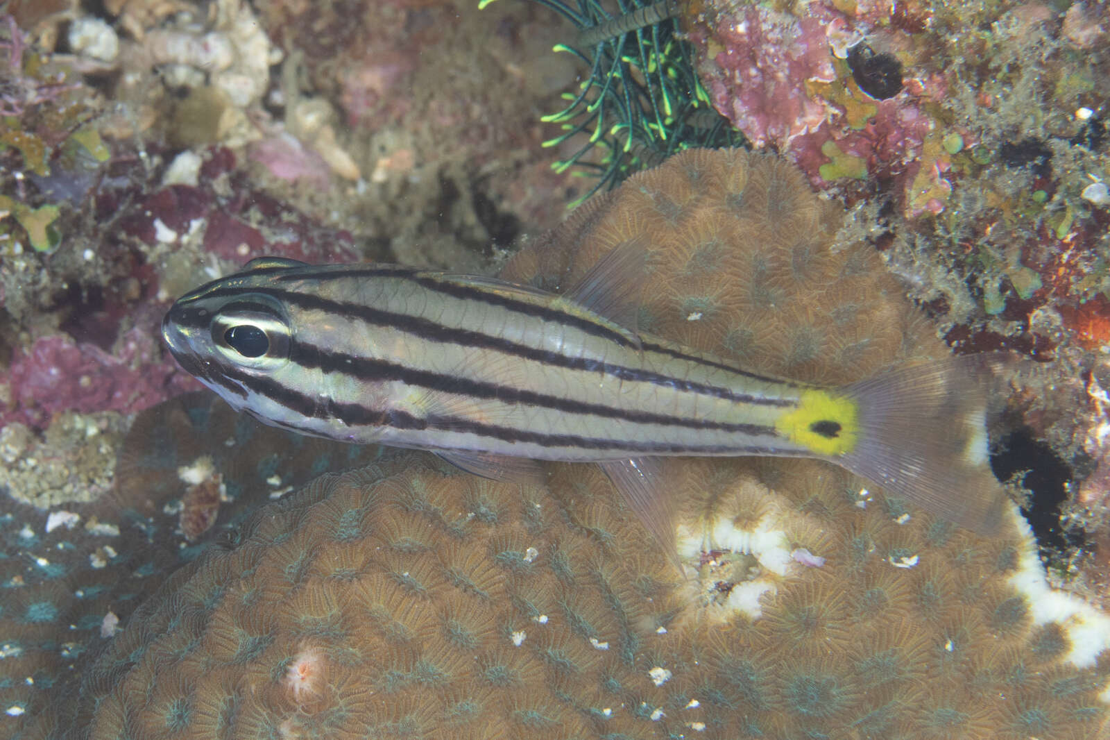 Image of Toothy cardinalfish