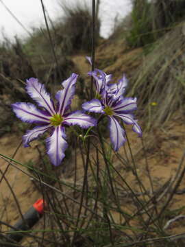 Image of Leucocoryne vittata Ravenna