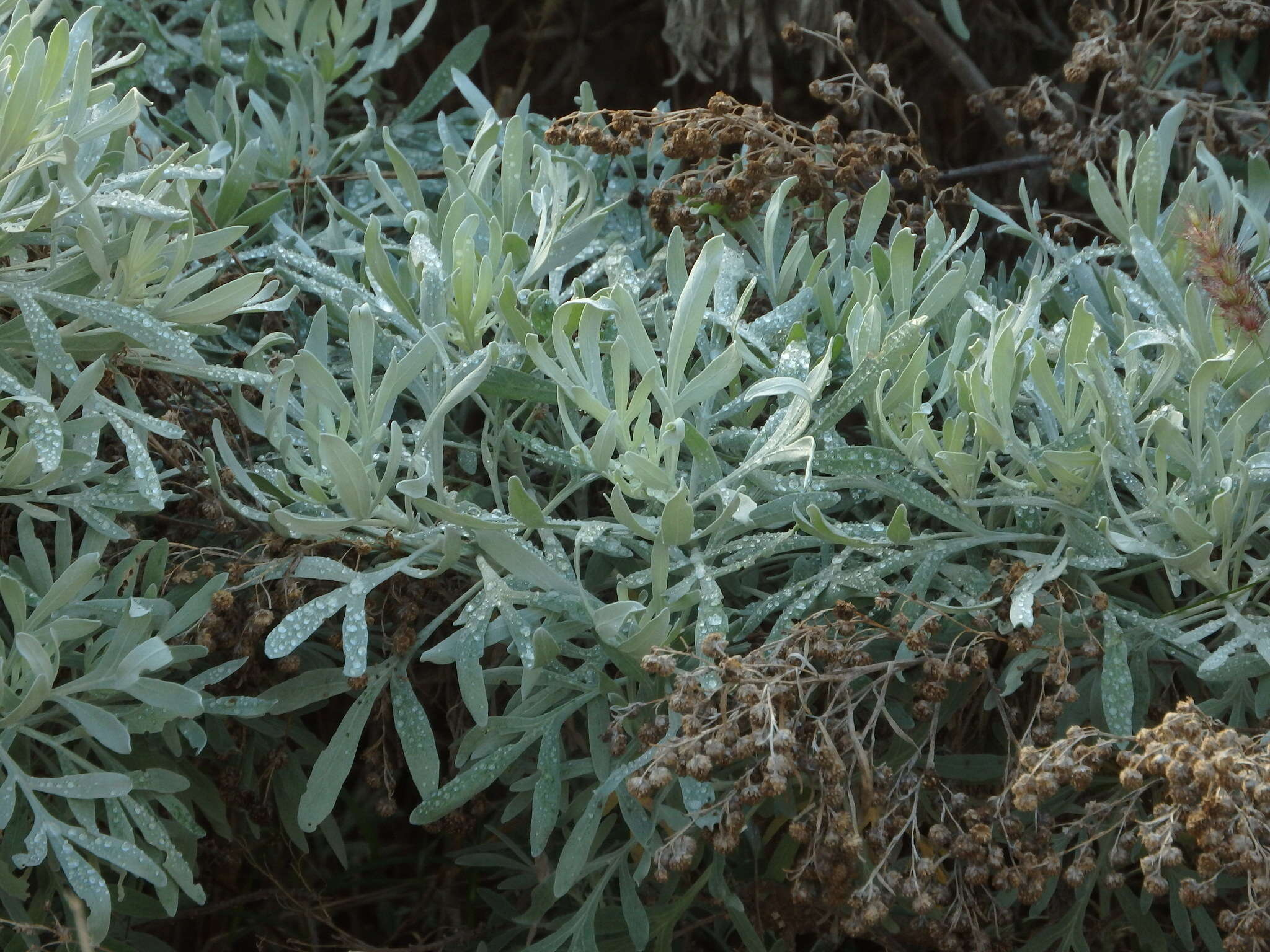 Слика од Artemisia argentea L'Hér.