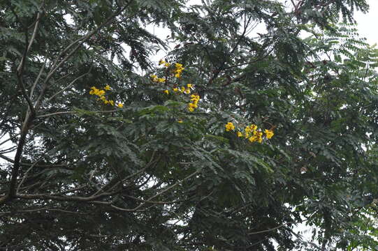 Image of Yellow Flame Tree