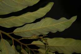 Image of Annona neosericea H. Rainer