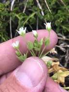 Image of beach starwort