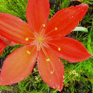 Image of George lily, Scarborough lily