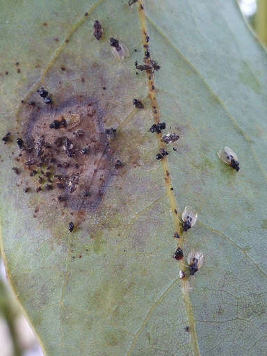 Image of Avocado lace bug