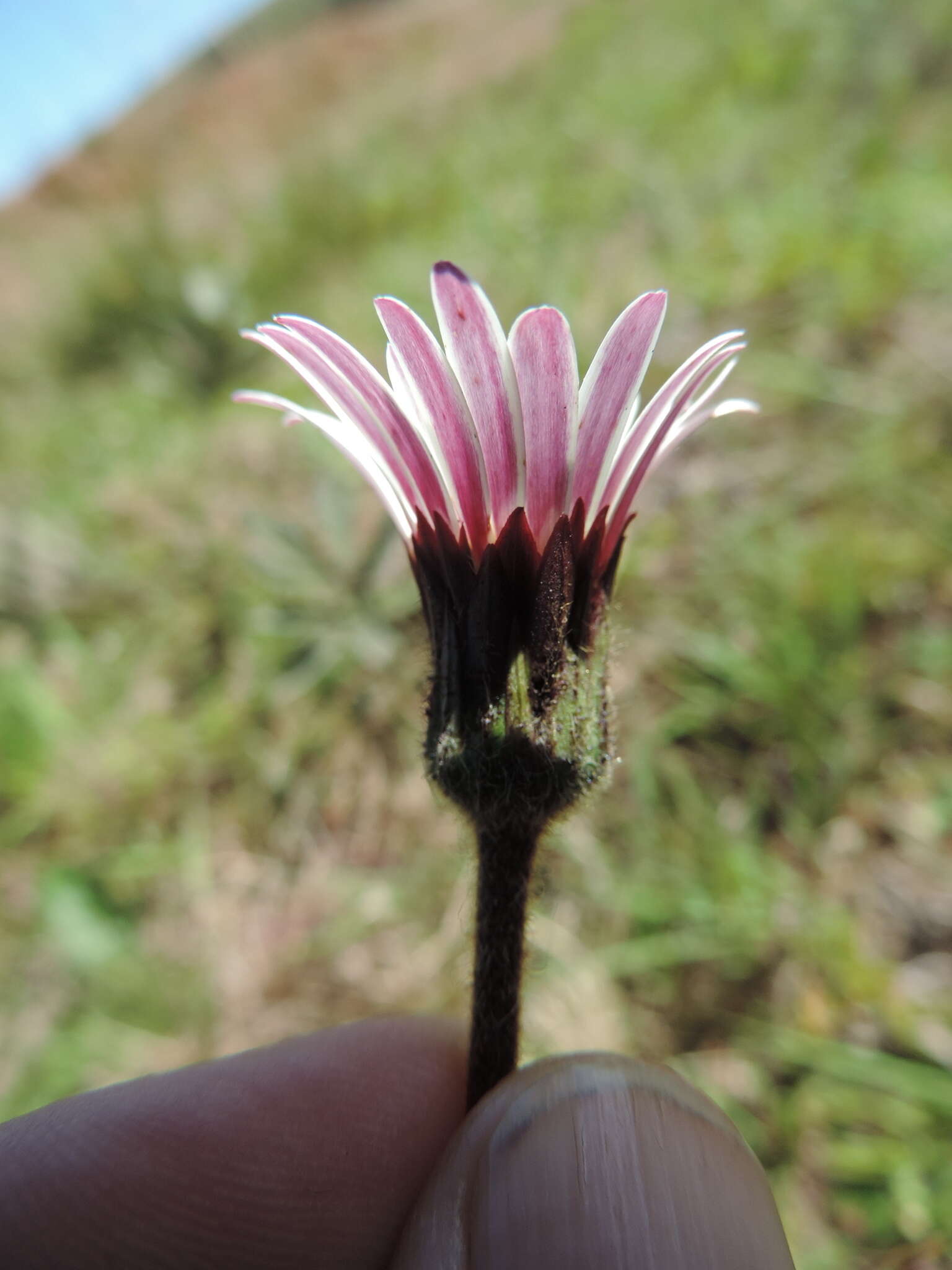 Gerbera viridifolia (DC.) Sch. Bip. resmi