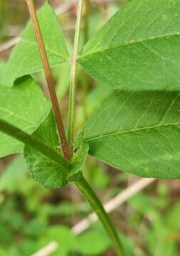 Imagem de Vicia venosa (Link) Maxim.