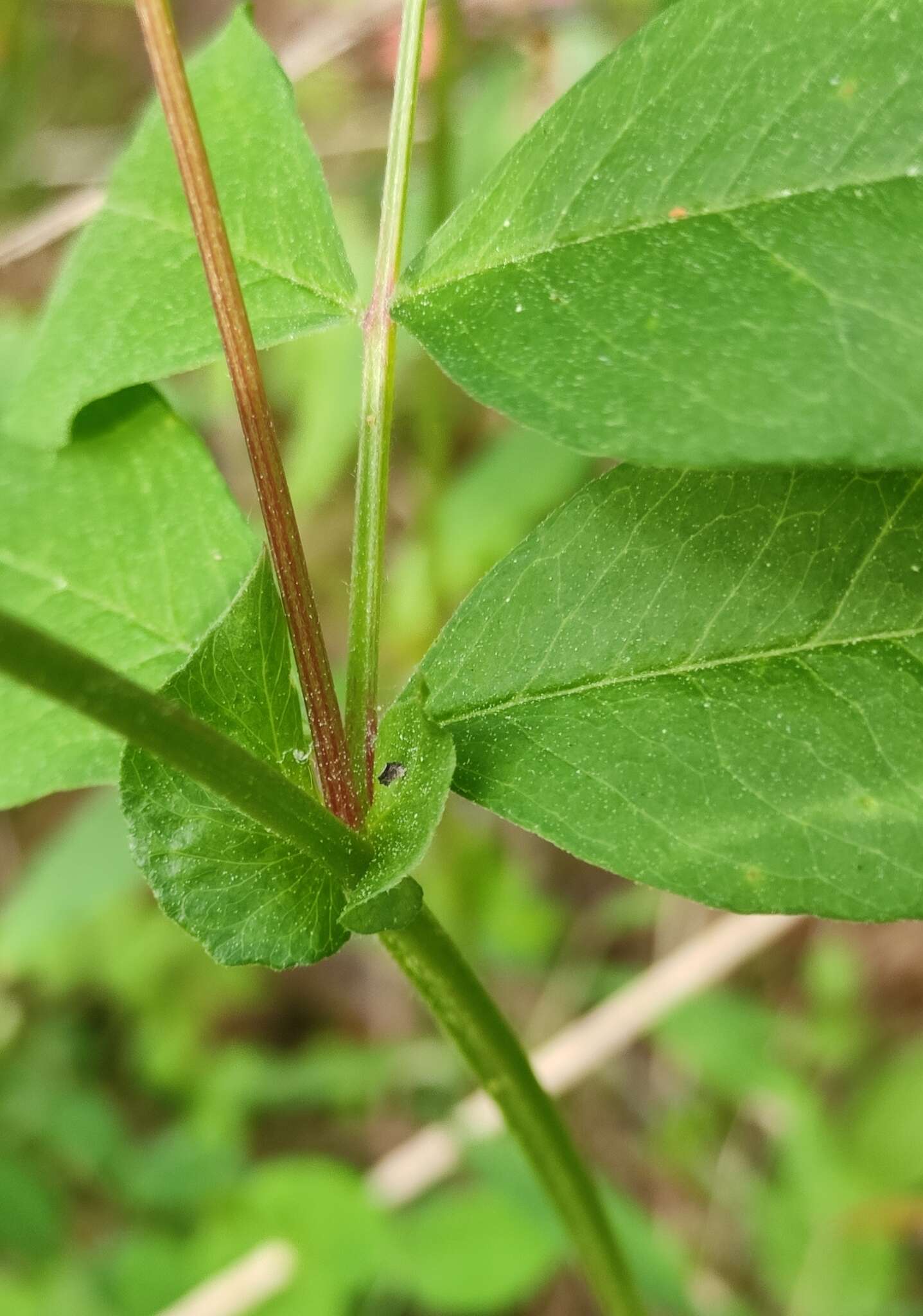 Image of Vicia venosa (Link) Maxim.