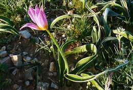 Image of Tulipa saxatilis Sieber ex Spreng.