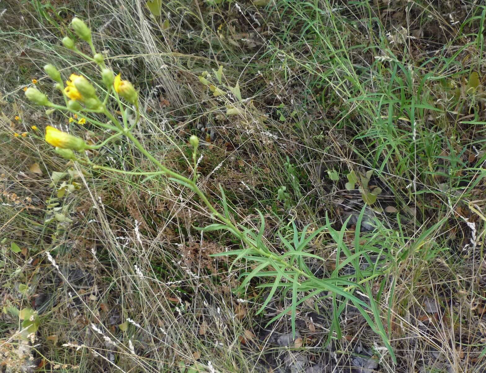 Image of Hieracium umbellatum subsp. filifolium (Üksip) Tzvel.