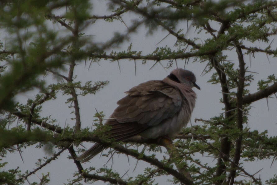 Image of African Mourning Dove