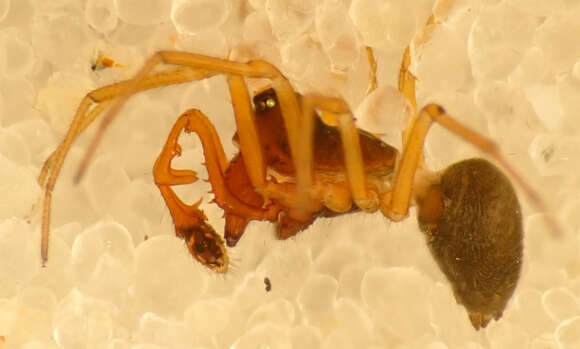 Image of Dwarf weaver