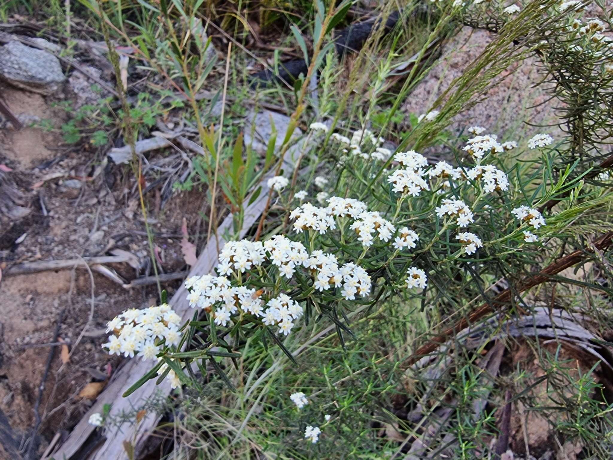 Image of Ozothamnus thyrsoideus DC.