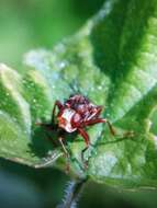 Image of Sicus ferrugineus (Linnaeus 1761)