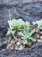 Image of Aeonium canariense subsp. christii (Burchard) Bañares