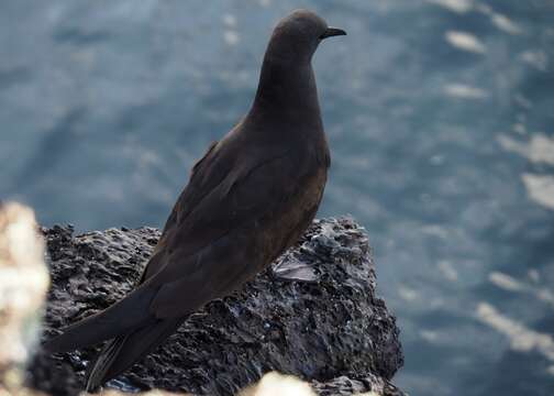 صورة Anous stolidus galapagensis Sharpe 1879